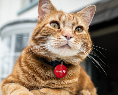 FindZ Smart QR Pet Tag